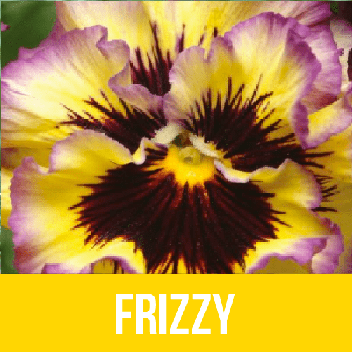 Frizzy